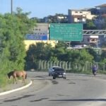 Animais soltos em vias públicas aumentam risco de acidentes em Cabo Frio