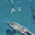 Golfinhos são avistados durante passeio de barco em Arraial do Cabo, no Rio