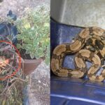 Guarda Marítima resgata jararaca e jiboia em dois bairros de Cabo Frio